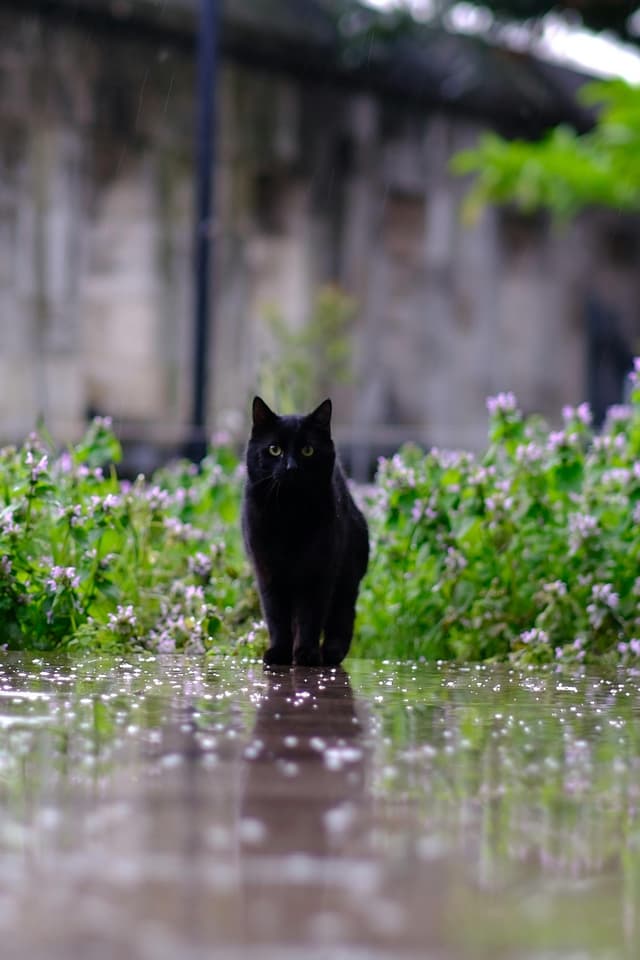 PetCleans za spoljašnjost: Čisto dvorište bez muke